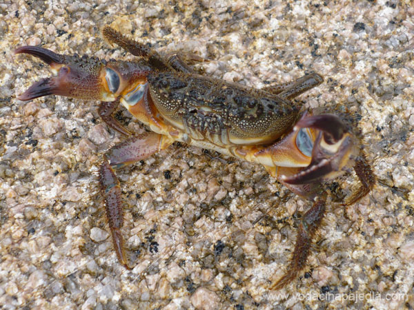 079 Krab